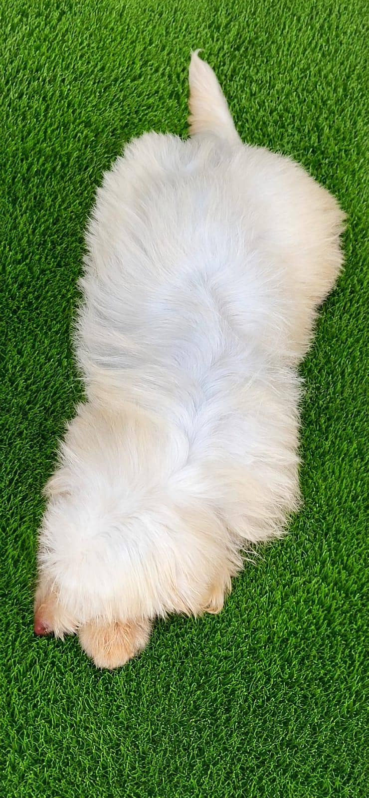 Dogs  3