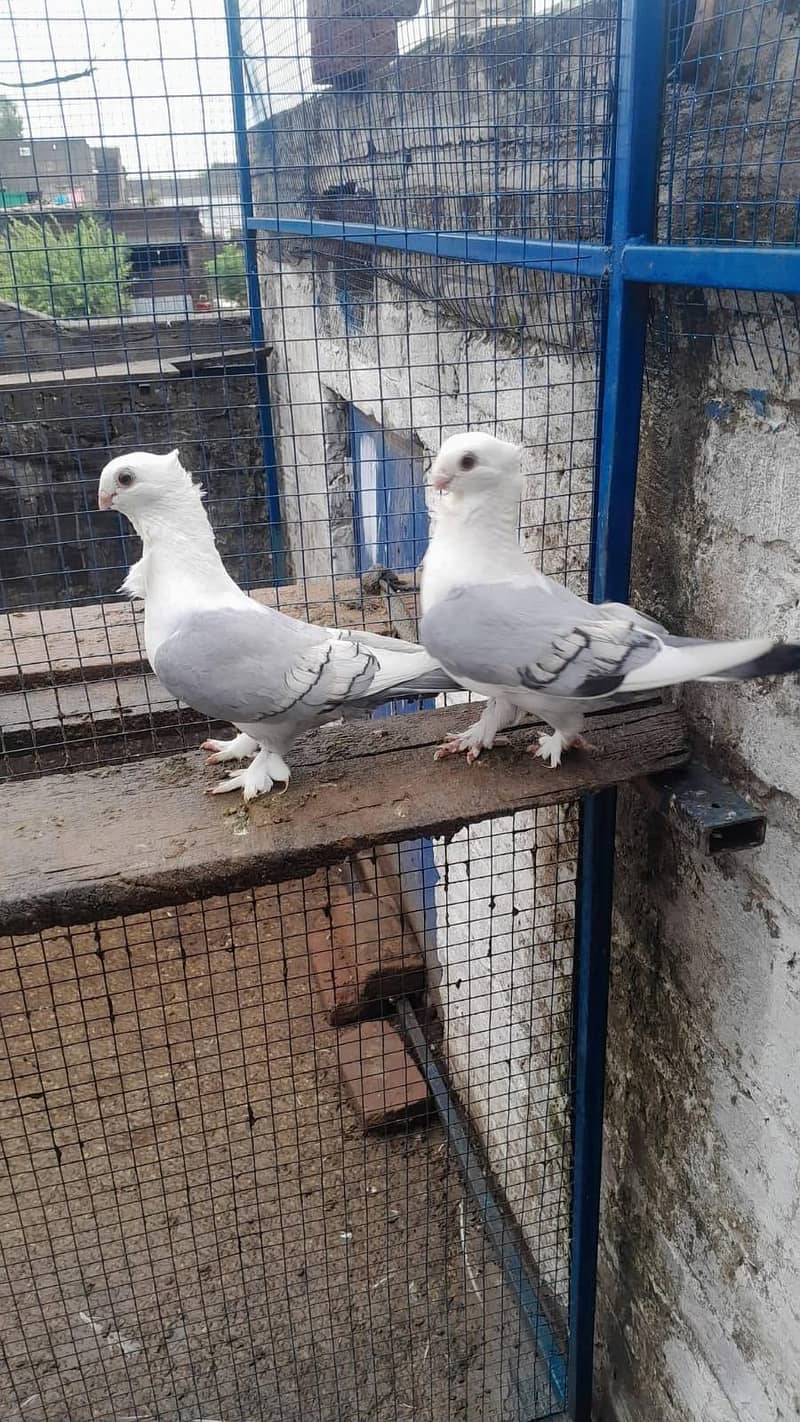 sentinet bredar pair 0