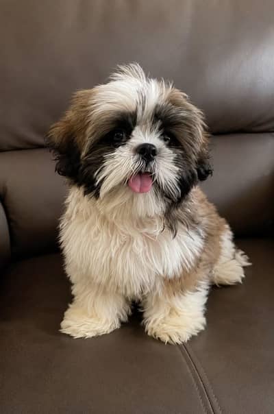 Shihtzu Puppy