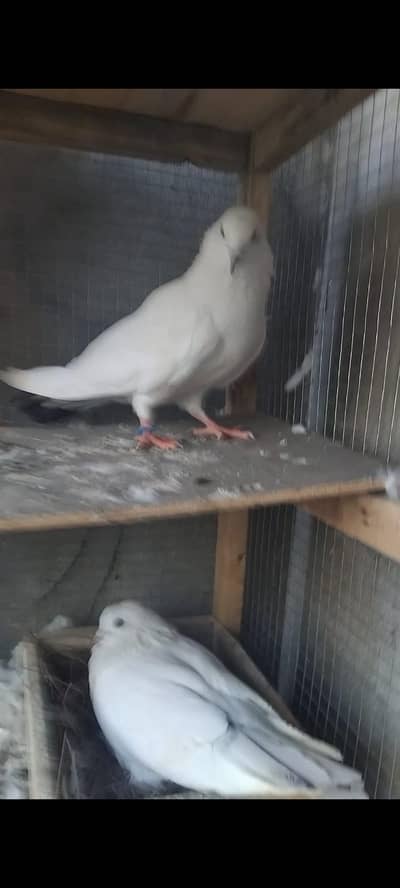 pegion