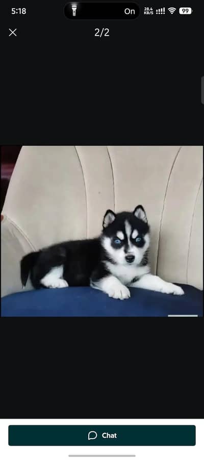 Siberian Husky  for sale