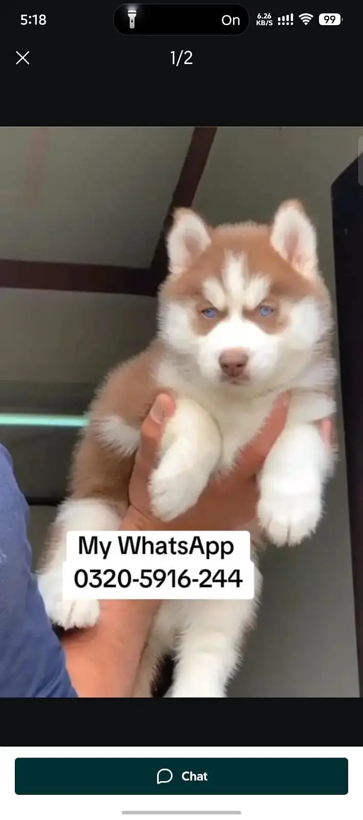 Siberian Husky  for sale — photo 2