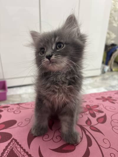 Persian cats pair for sale