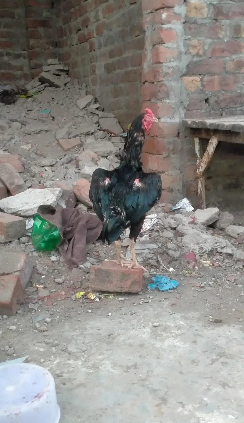 mian wali aseel — photo 2