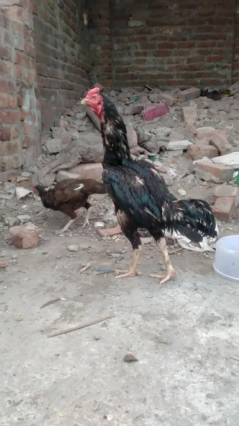 mian wali aseel — photo 3