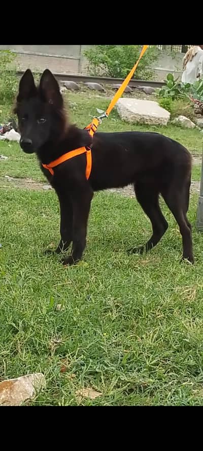 black Shepherd female Available for sale | Gsd | Shepherd  puppy
