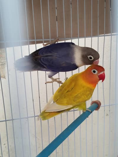 cage 2500 birds 2000 pair