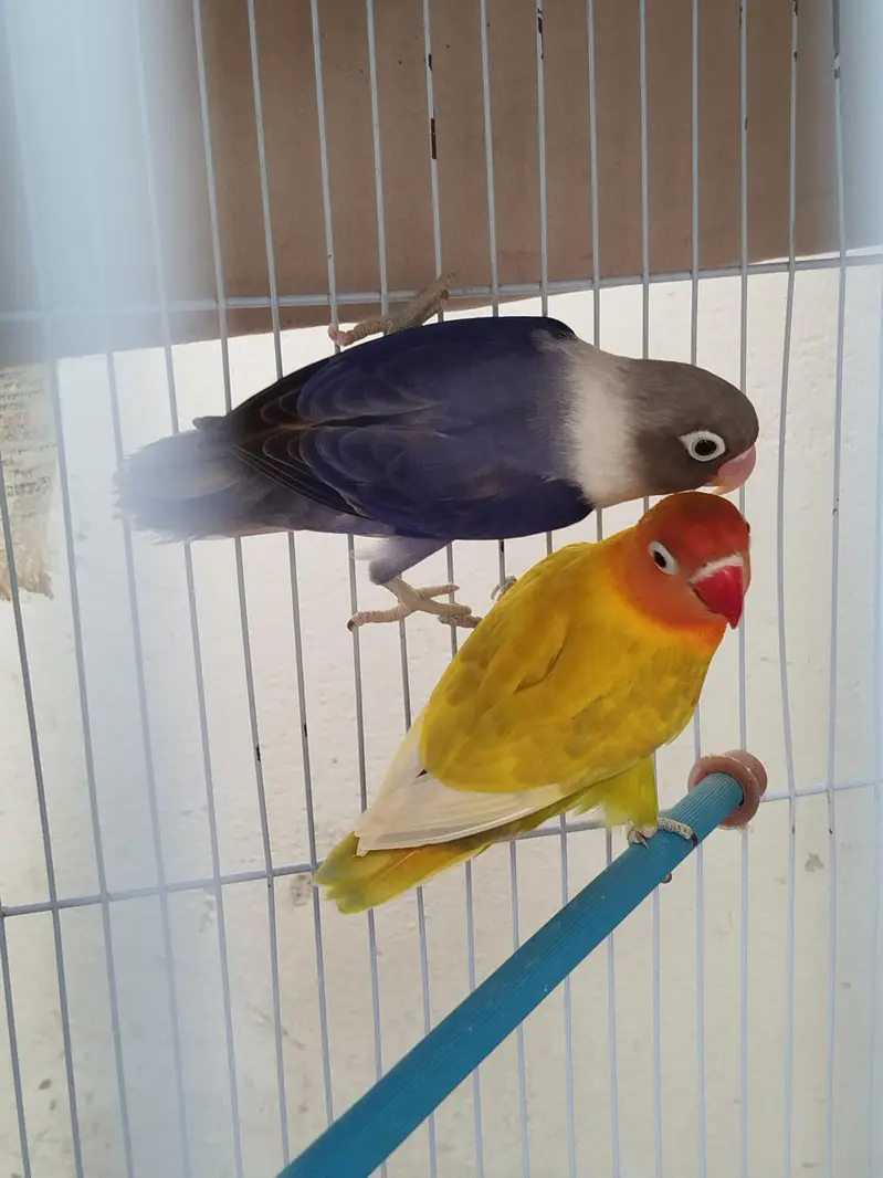 cage 2500 birds 2000 pair — photo 2
