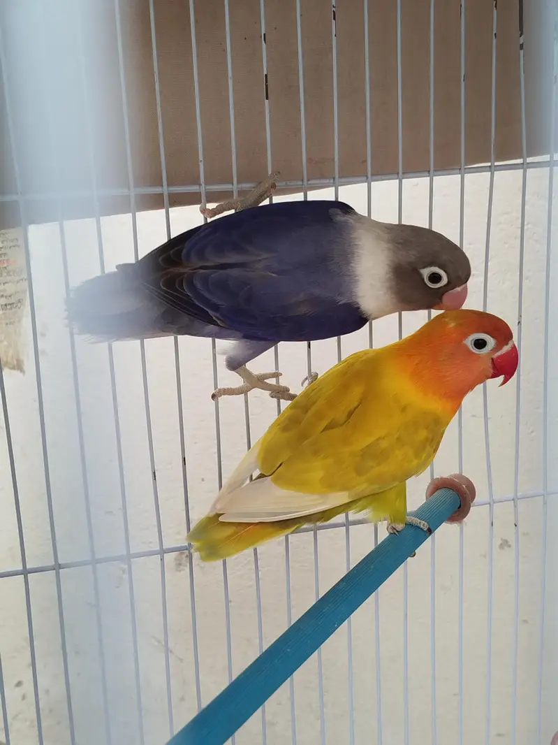 cage 2500 birds 2000 pair — photo 3