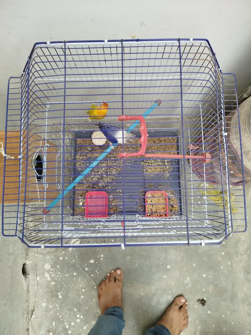cage 2500 birds 2000 pair — photo 4