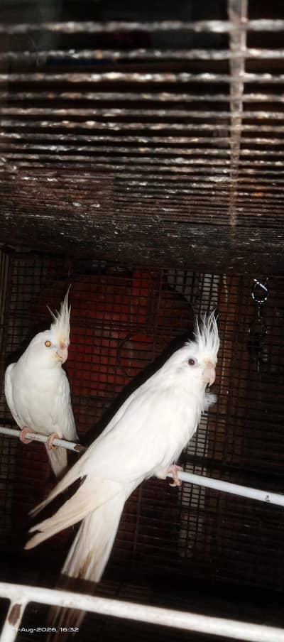 premium white king size red eyes cocktail pair