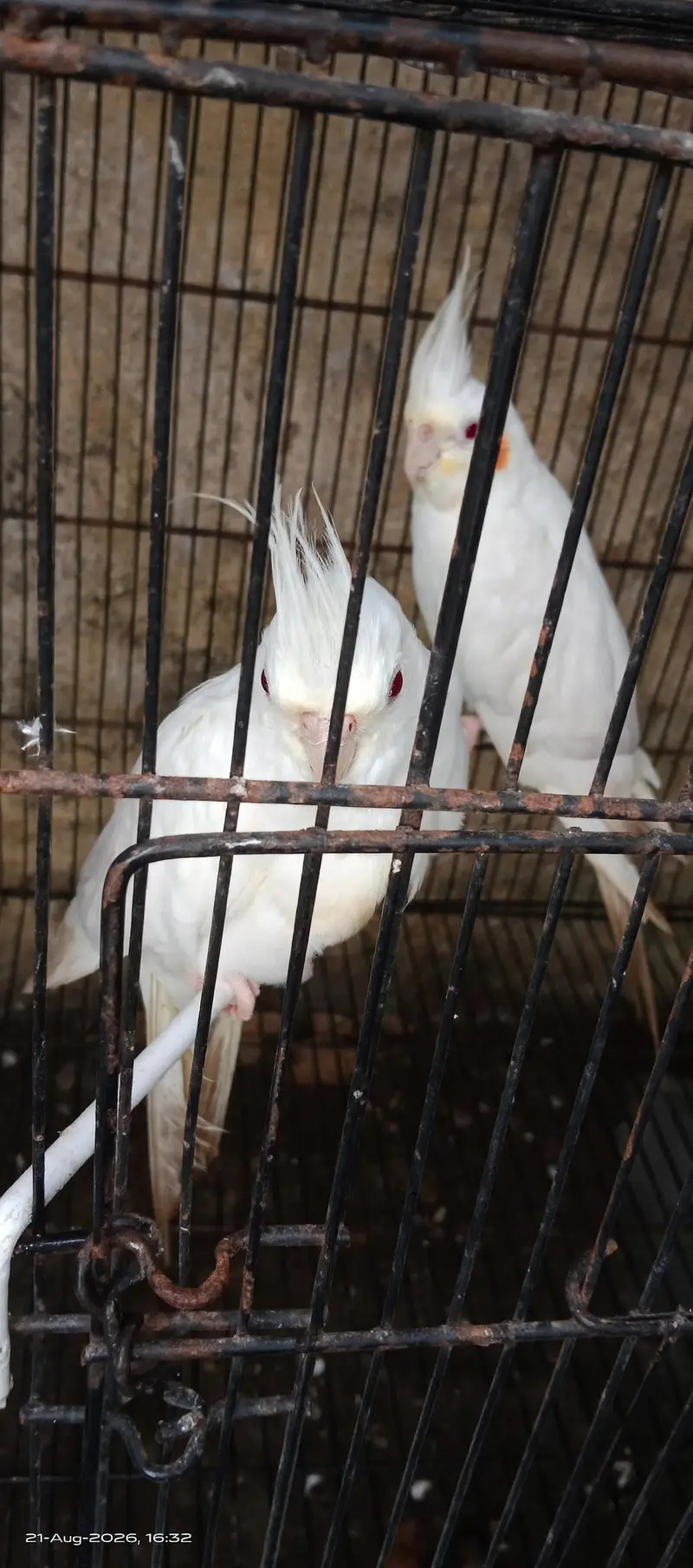 premium white king size red eyes cocktail pair — photo 2