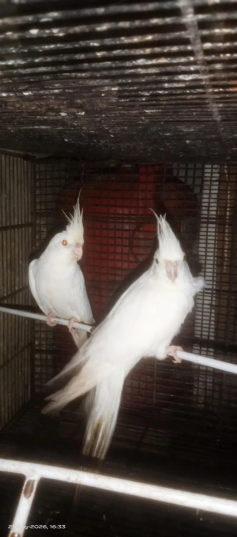 premium white king size red eyes cocktail pair — photo 3