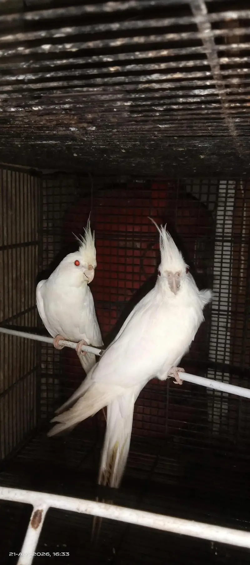 premium white king size red eyes cocktail pair — photo 4