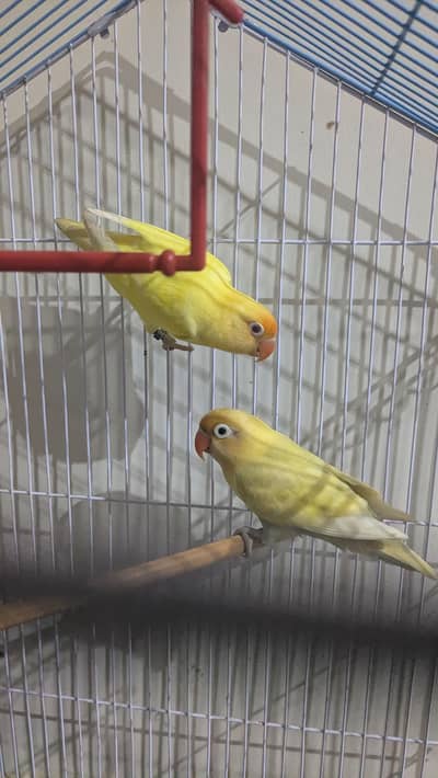 cremano male+decino female breeder pair