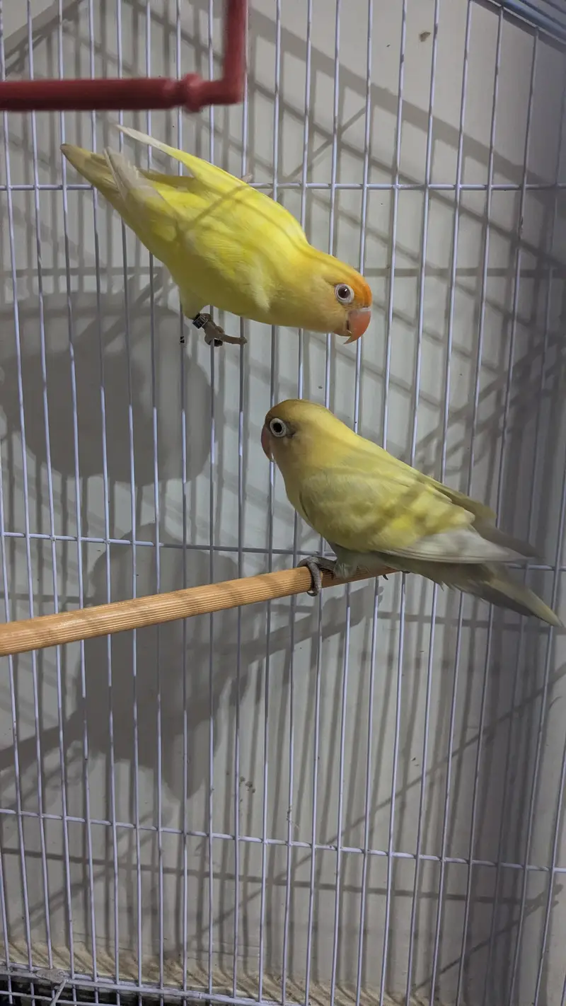 cremano male+decino female breeder pair — photo 2