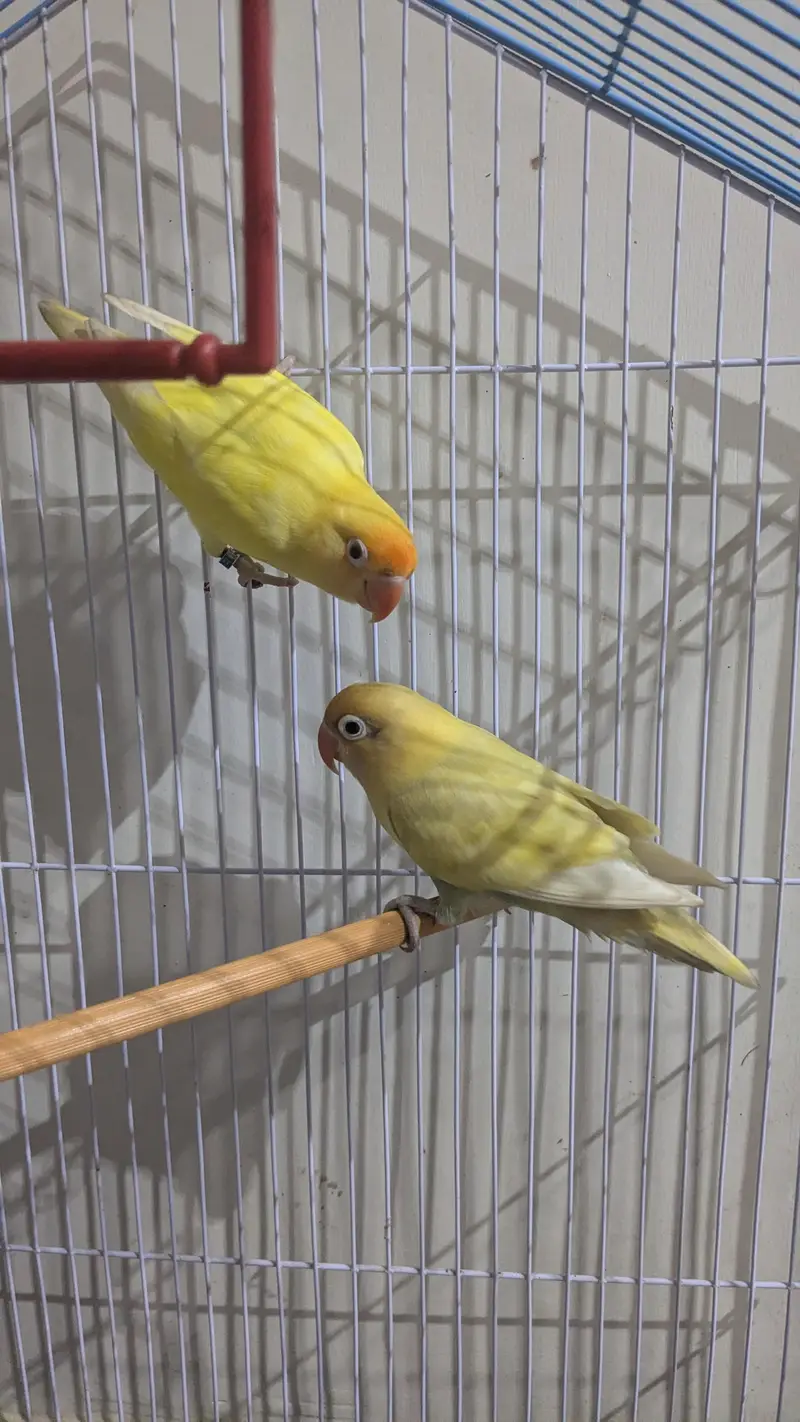 cremano male+decino female breeder pair — photo 3