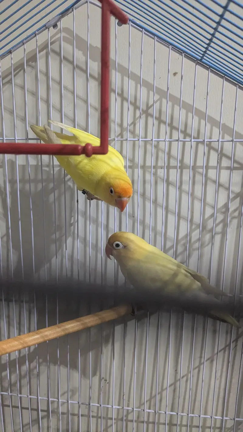cremano male+decino female breeder pair — photo 4