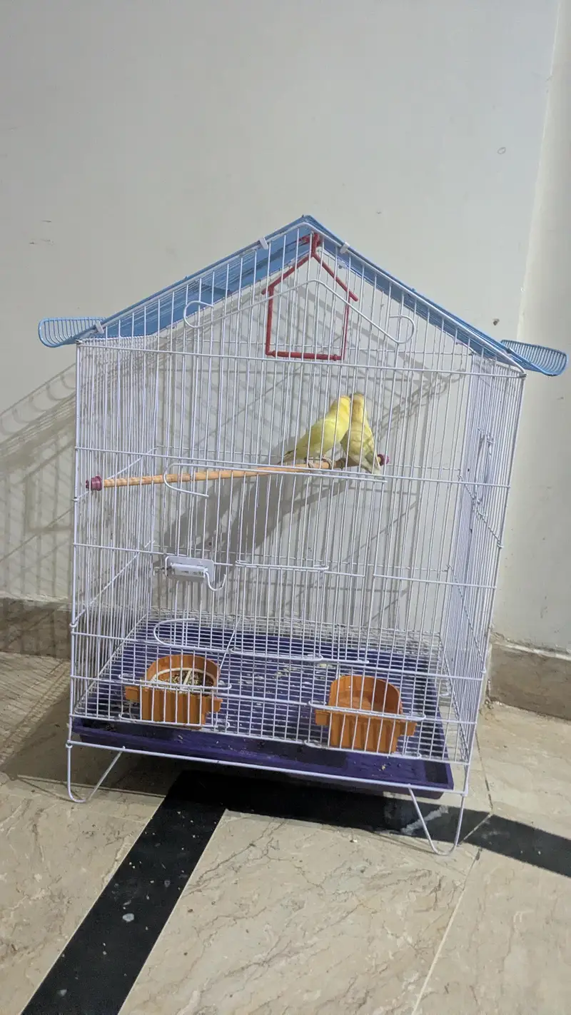 cremano male+decino female breeder pair — photo 5