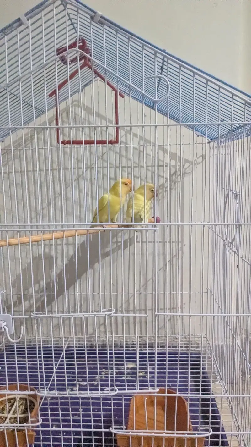 cremano male+decino female breeder pair — photo 6