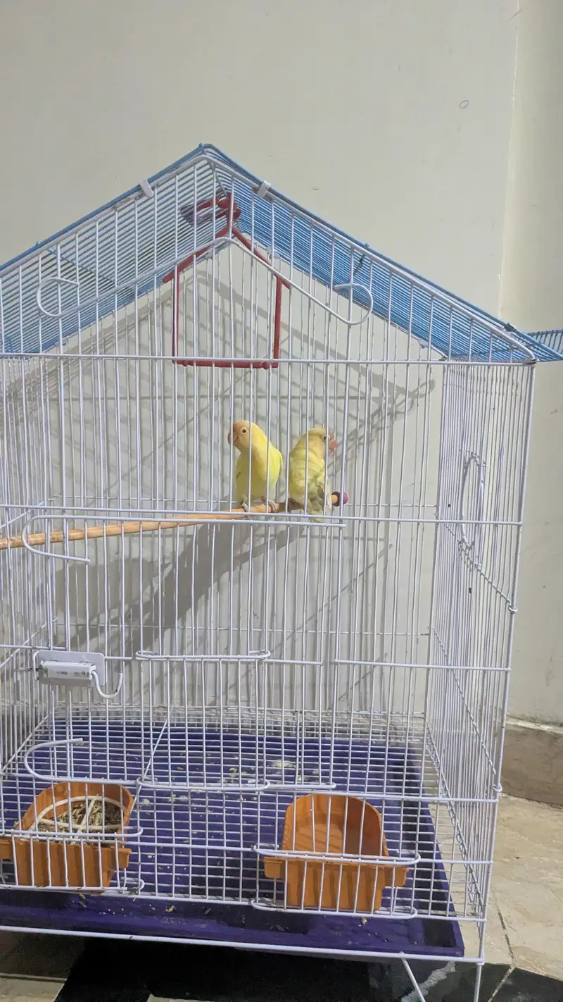 cremano male+decino female breeder pair — photo 7