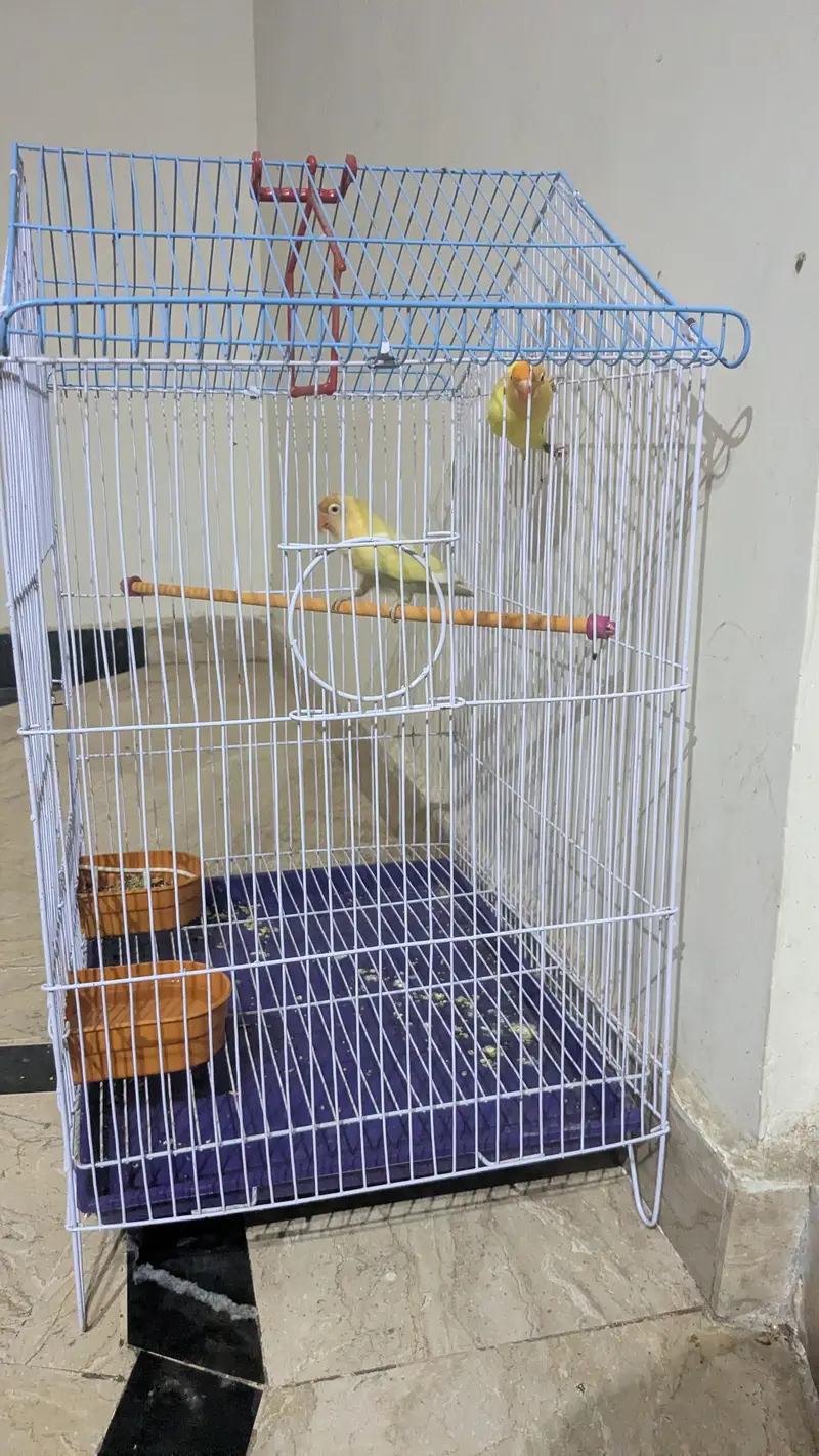 cremano male+decino female breeder pair — photo 8