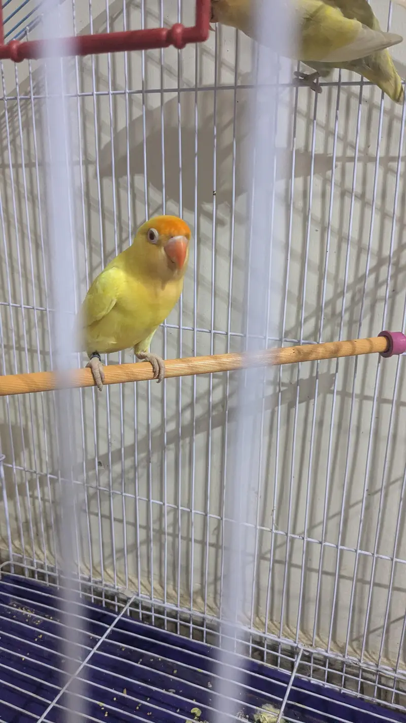 cremano male+decino female breeder pair — photo 9