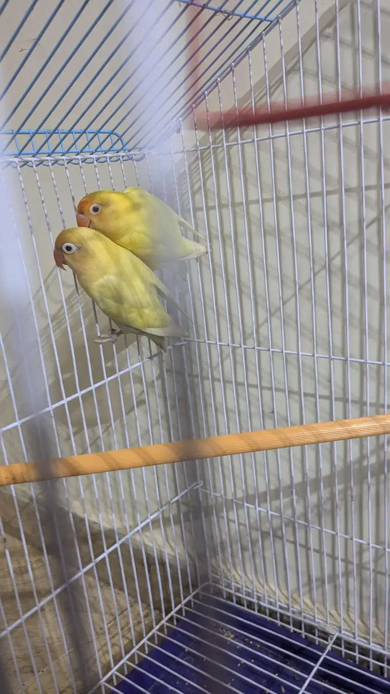 cremano male+decino female breeder pair — photo 10
