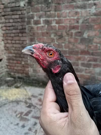 Pakoye trat murgi