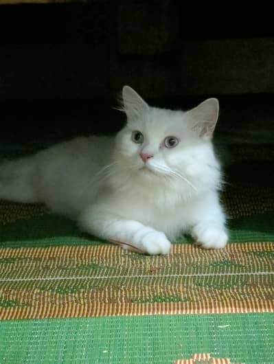 Triple Plus Coat Male Persian Cat Vaccinated Home breed