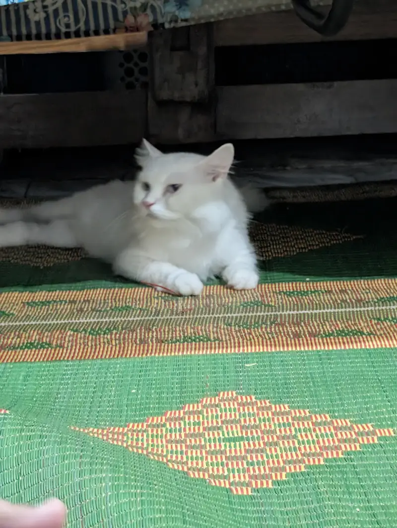Triple Plus Coat Male Persian Cat Vaccinated Home breed — photo 2