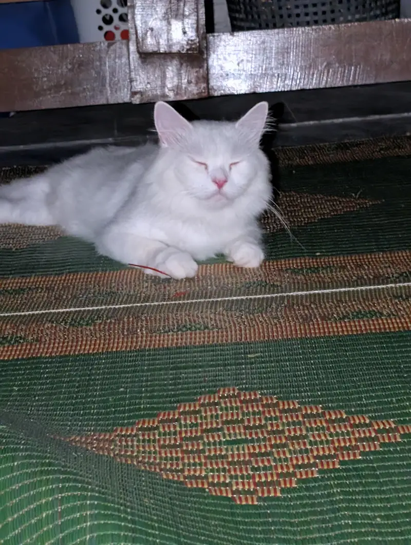 Triple Plus Coat Male Persian Cat Vaccinated Home breed — photo 3