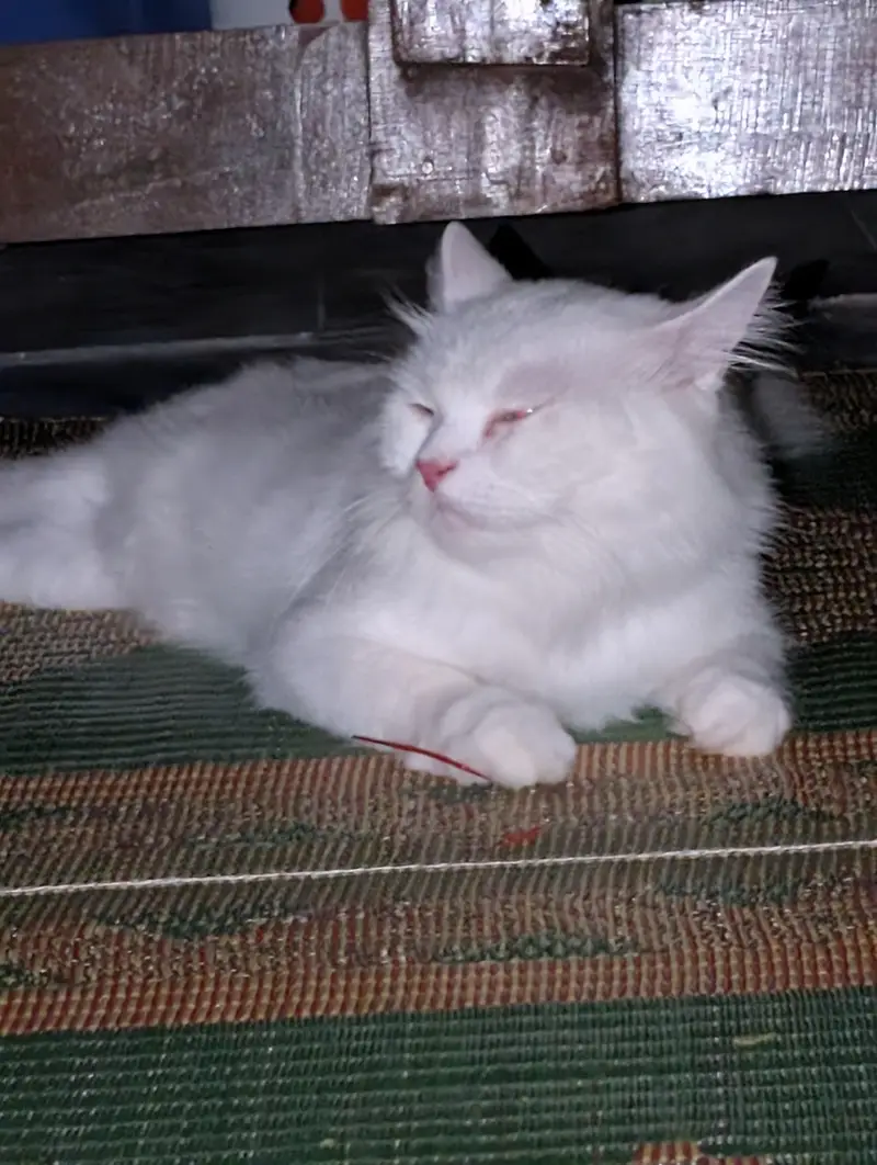 Triple Plus Coat Male Persian Cat Vaccinated Home breed — photo 4