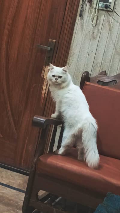 Persian Cat Male Name CoCo