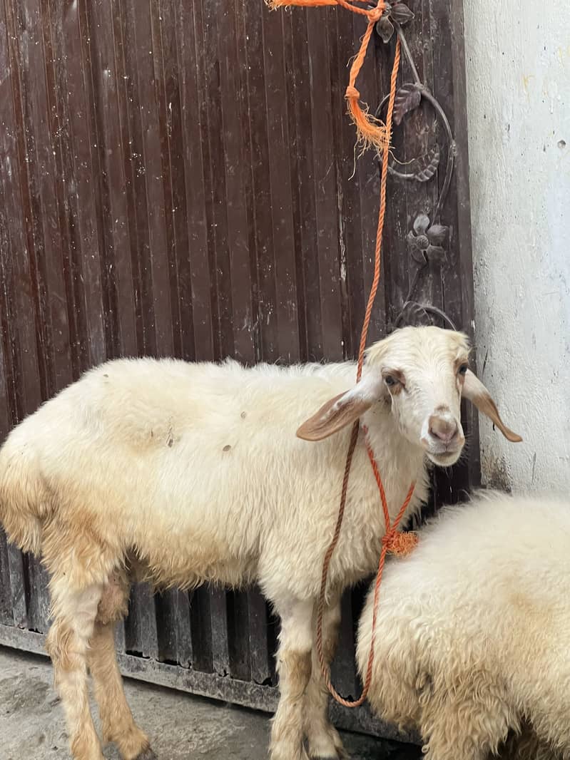 Ya adhesive 0