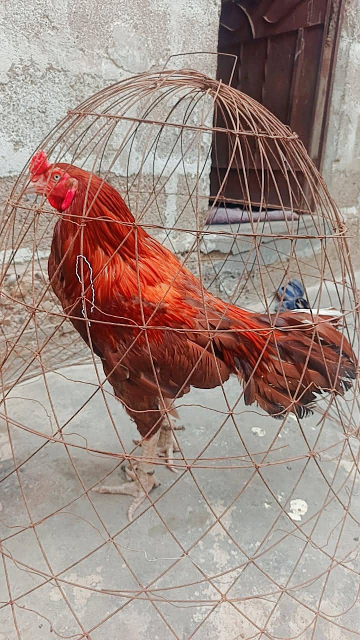winar 0