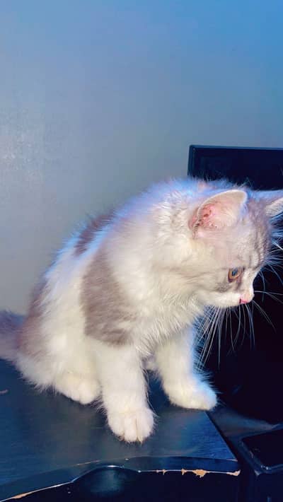 male Persian cat