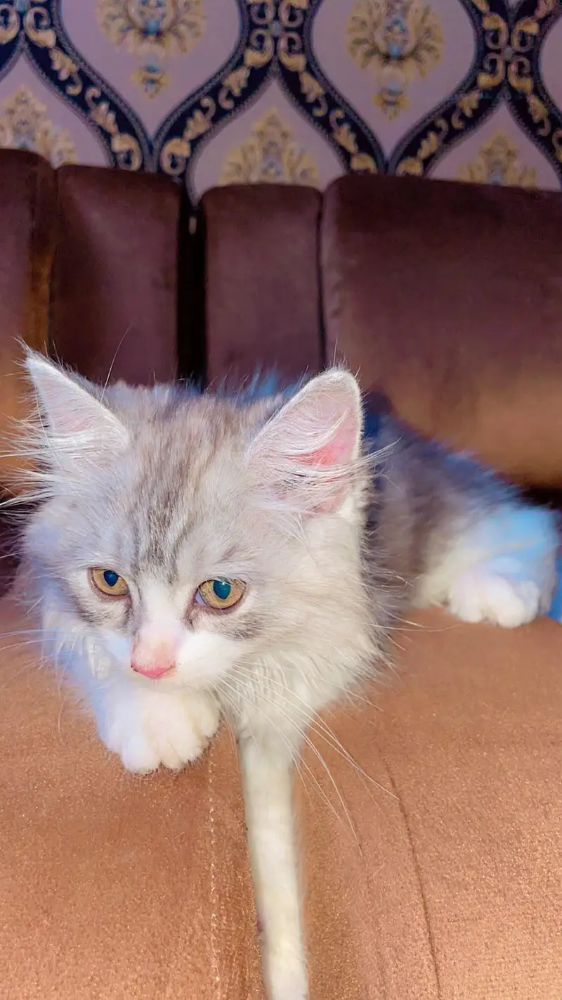 male Persian cat — photo 2