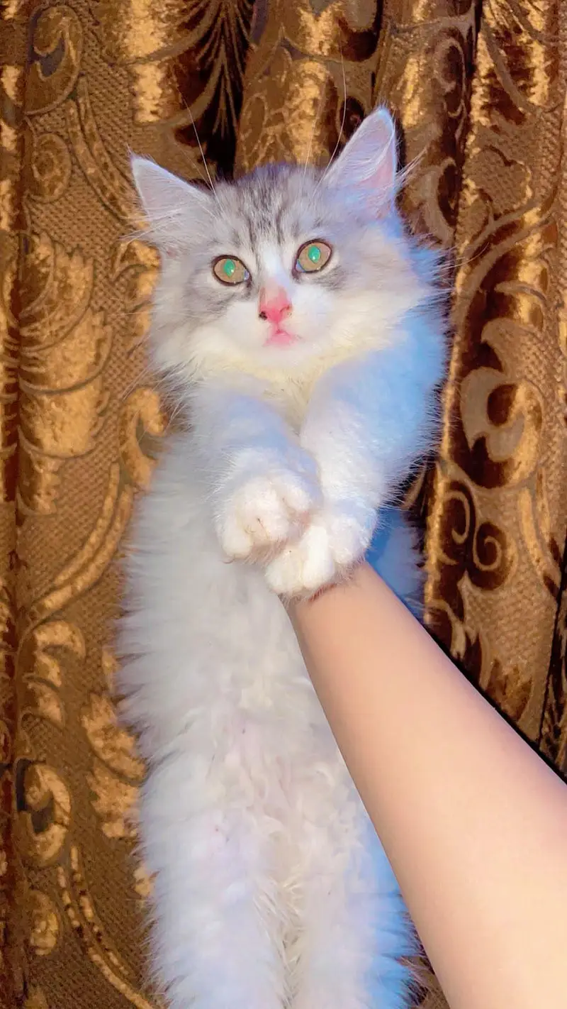 male Persian cat — photo 4