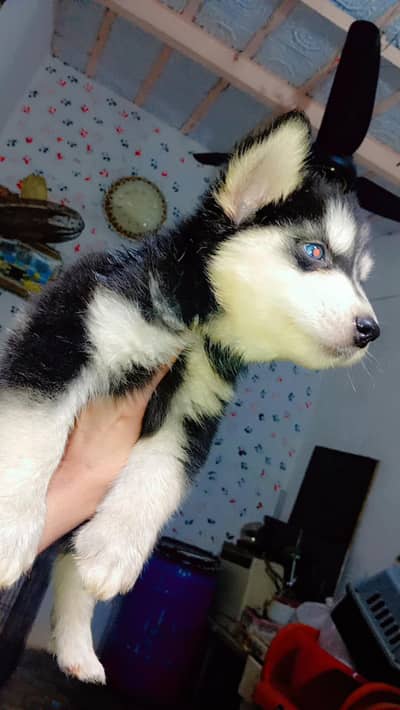 active dog and heathy dog fall code hair  colour black and white