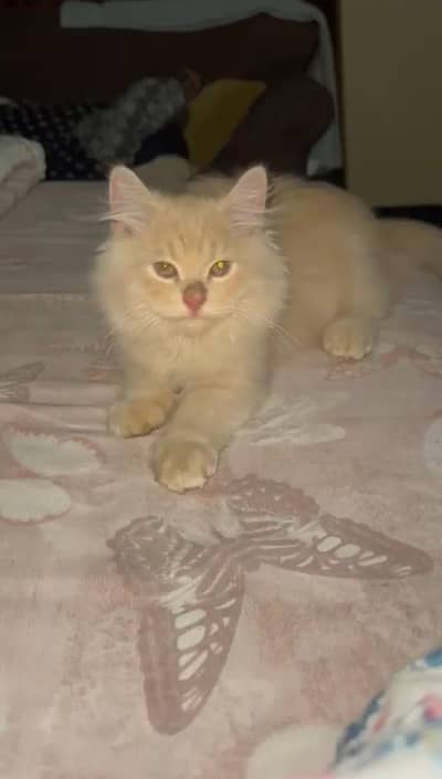triple coat healthy male cat with litter box and cat House
