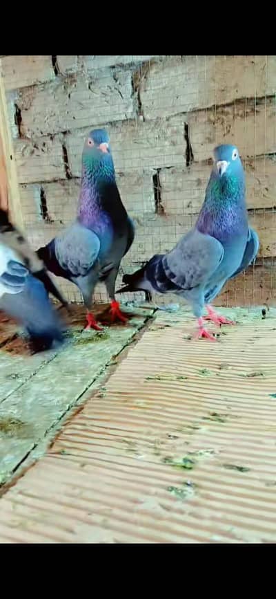 3 male red eyz  03228022139
