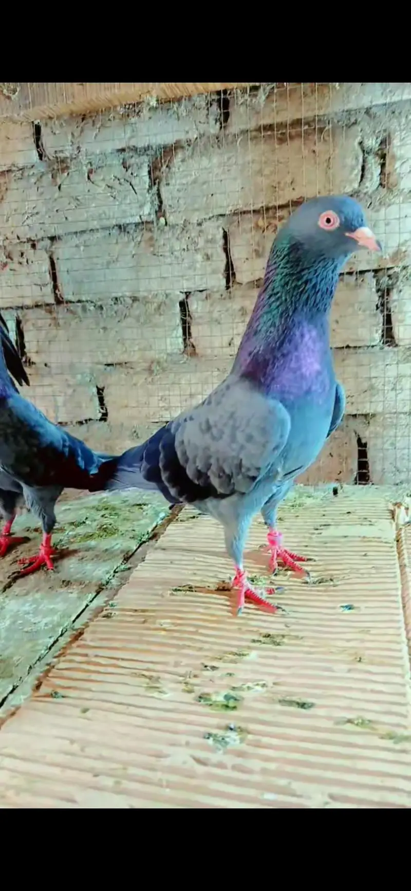 3 male red eyz  03228022139 — photo 2