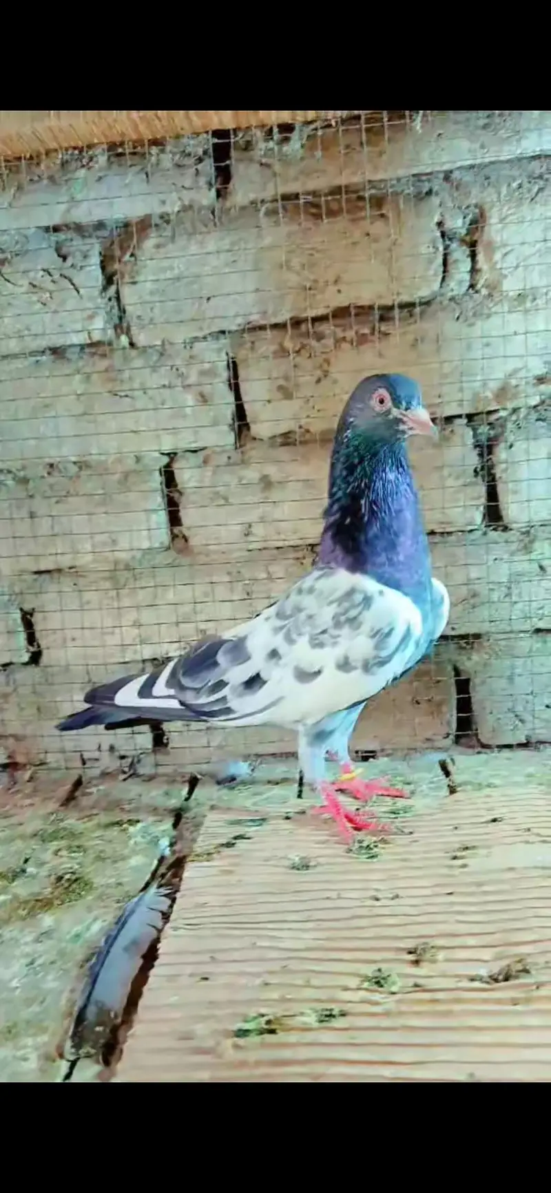3 male red eyz  03228022139 — photo 3