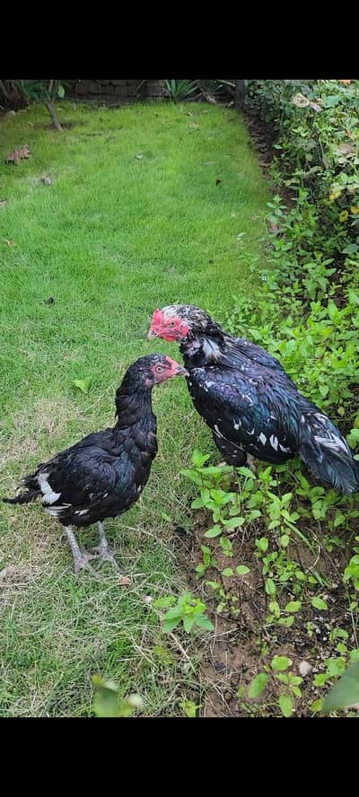 Aseel Lasani Pair For Sale