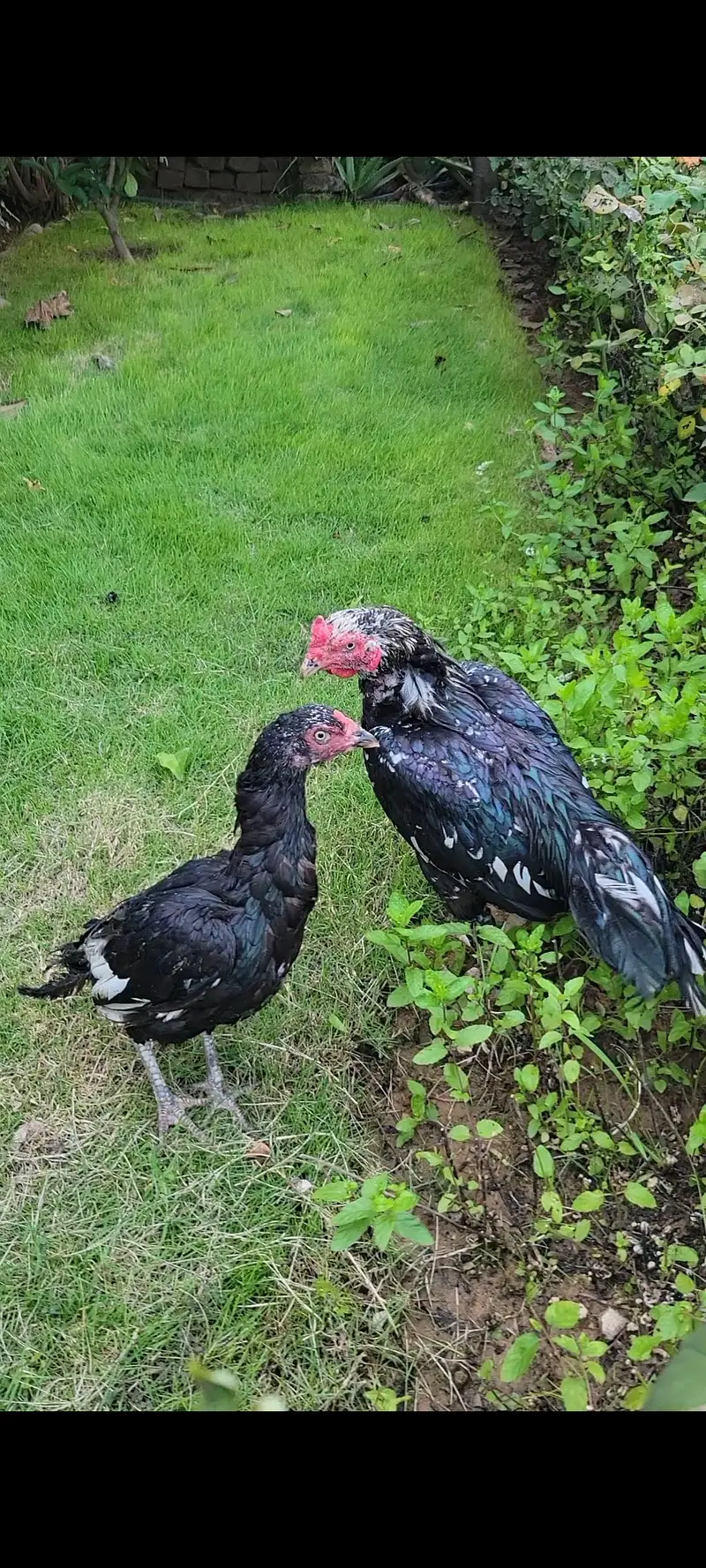 Aseel Lasani Pair For Sale — photo 2