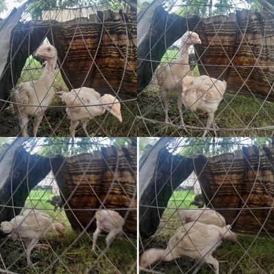 exchange posible with kruk/desi or fancy hens