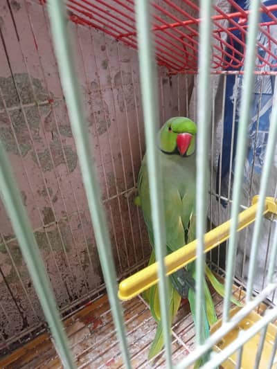 Indian Ringneck