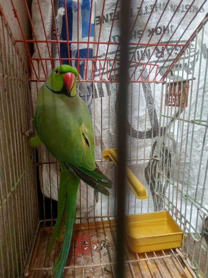 Indian Ringneck 1