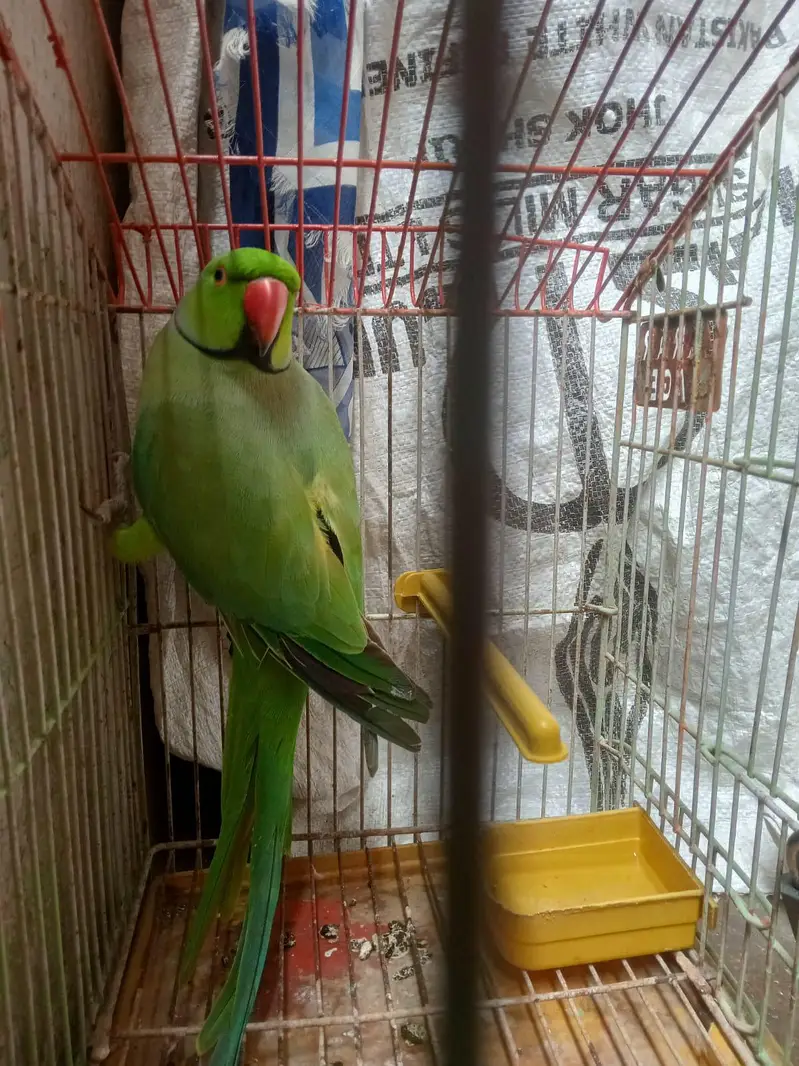 Indian Ringneck — photo 2